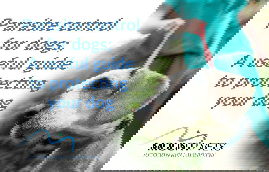 Parasite Control for Dogs | Mount Vets