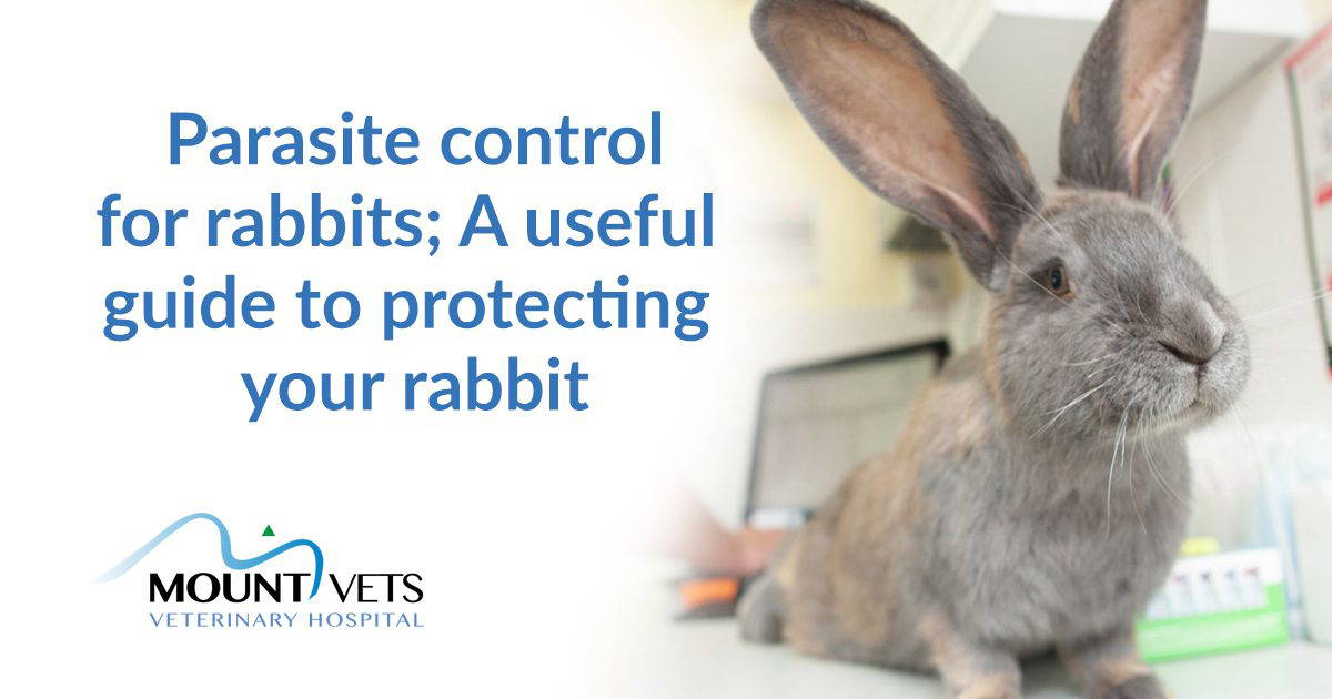 Parasite Control for Rabbits: A Useful Guide to Protecting Your Rabbit