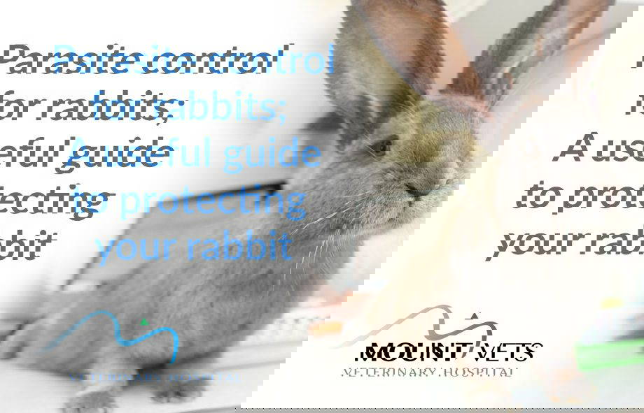 Parasite Control for Rabbits | Mount Vets