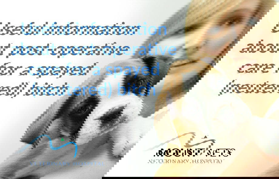 Post Operative Care for Spayed Bitch | Mount Vets Pets