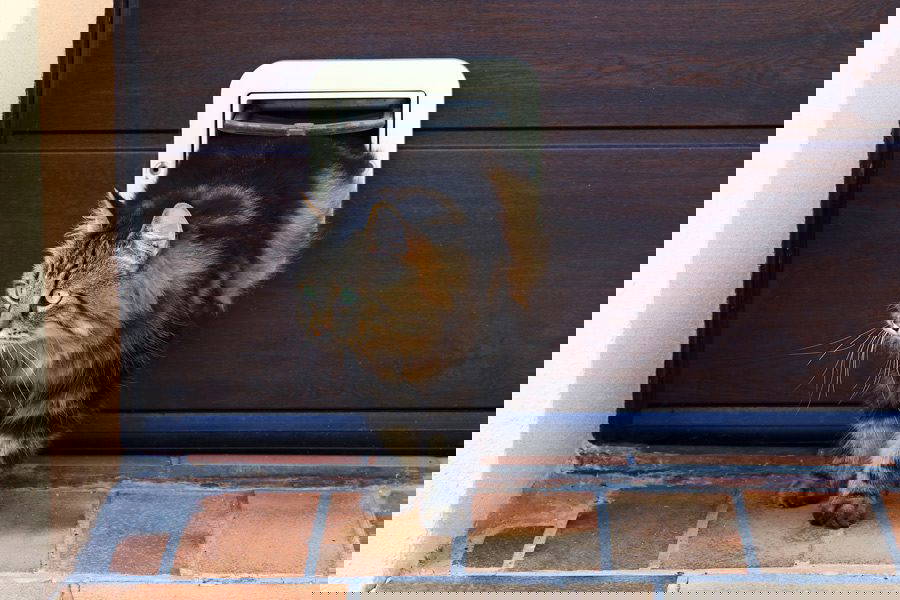 3 Reasons to Microchip Your Cat | Mount Vets