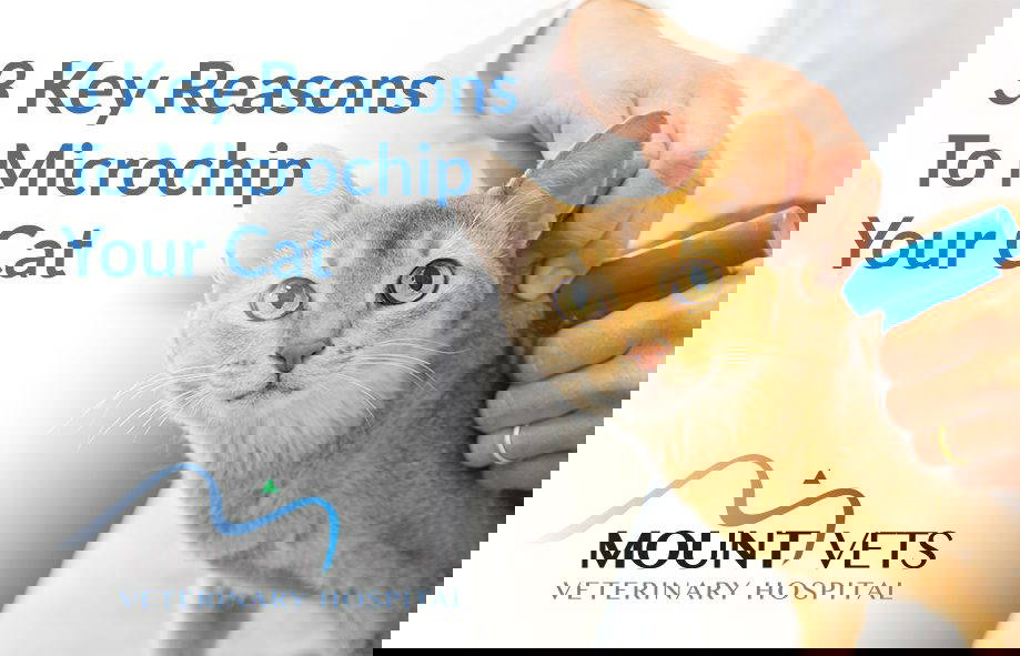 3 Reasons to Microchip Your Cat | Mount Vets