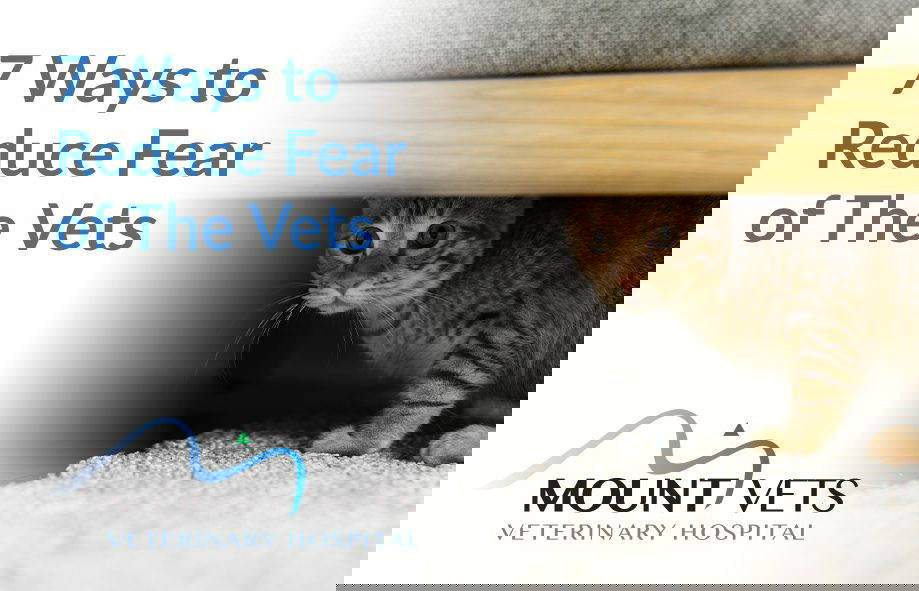 7 Ways to Reduce Fear of the Vets | Mount Vets