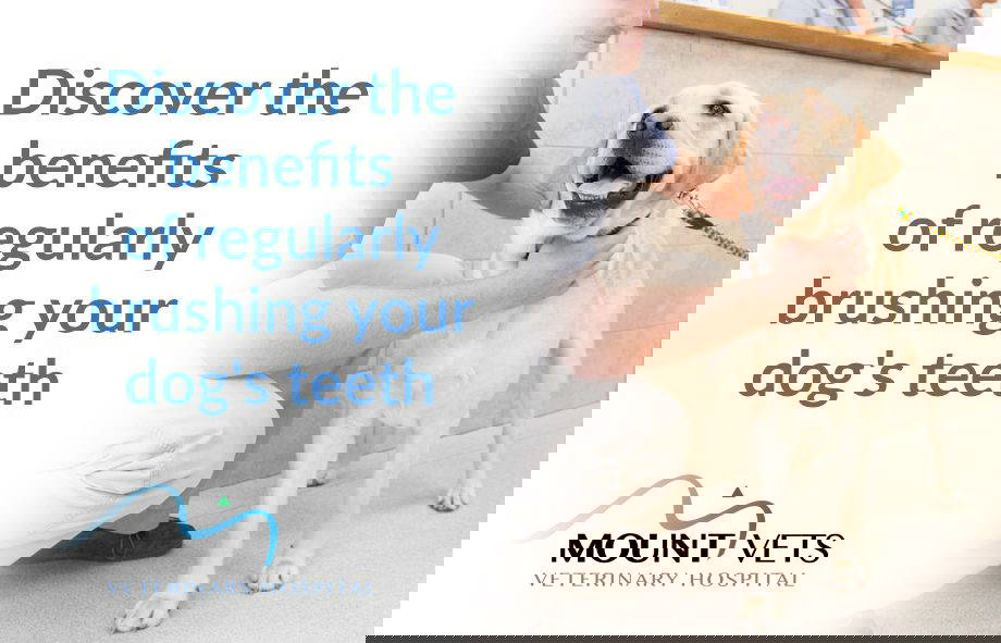 Benefits of Cleaning and Brushing Dogs Teeth