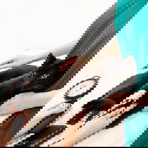 Cat Friendly Clinic at Mount Vets Pets | Black Cat