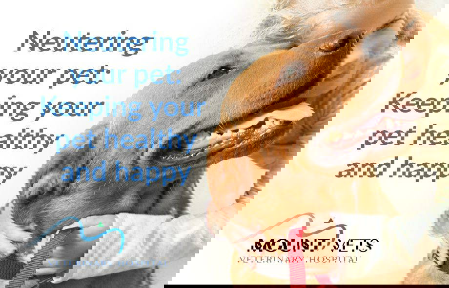 Guide to Neutering Your Pet | Mount Vets