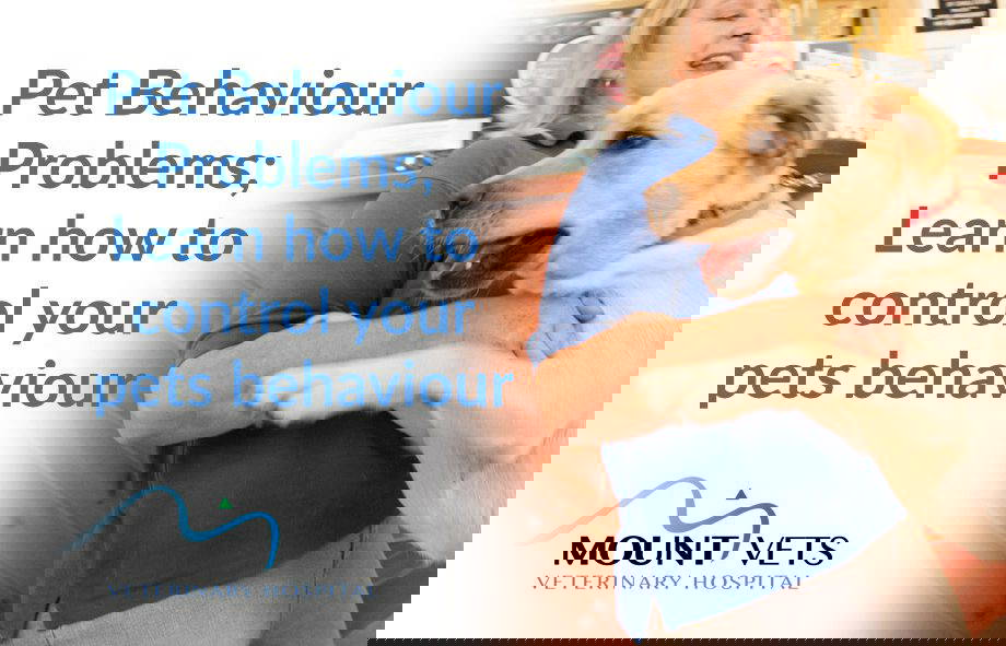 Pet Behaviour Problems | Mount Vets Wellington