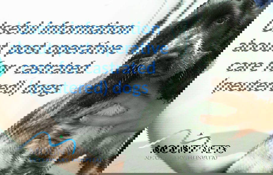 Post-Operative Care for a Castrated (Neutered) Dog | Mount Vets