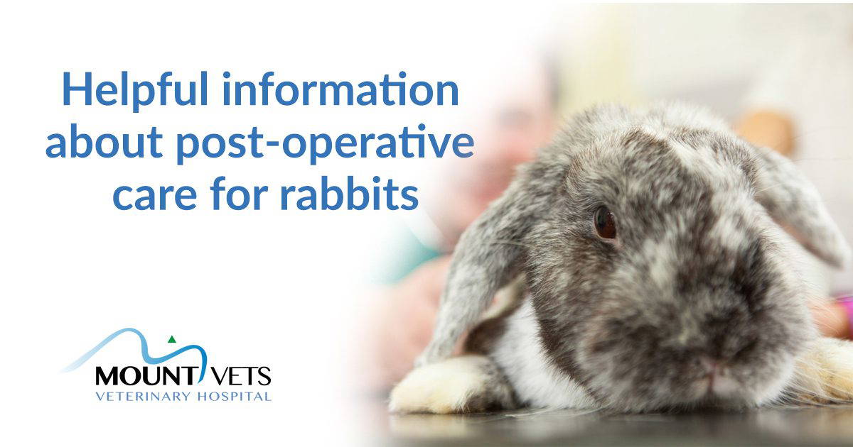 Helpful Information About Post-operative Care For Rabbits