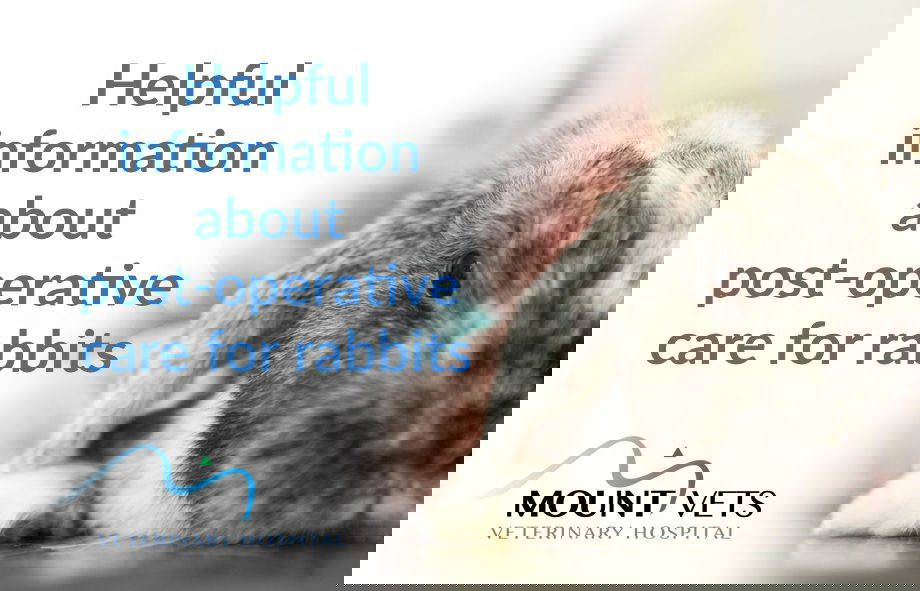 Helpful Information About Post-operative Care For Rabbits