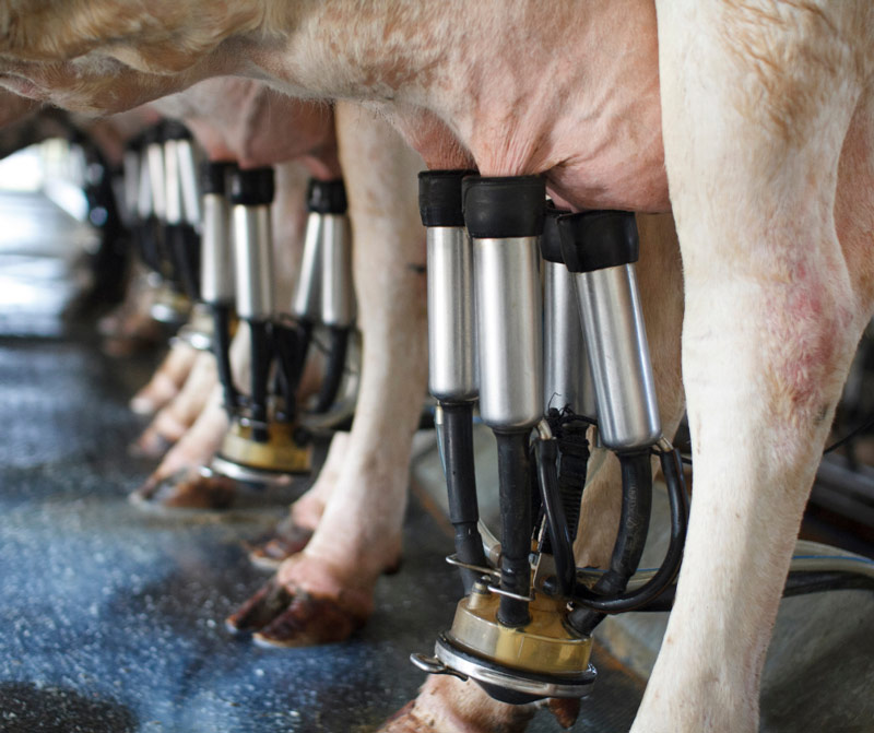 14 Mastitis Prevention Tips | Mount Vets Farm Vet Practice in Wellington