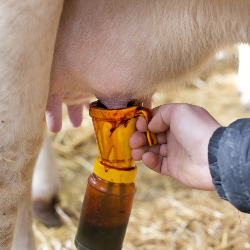 14 Mastitis Prevention Tips | Mount Vets Farm Vet Practice in Wellington