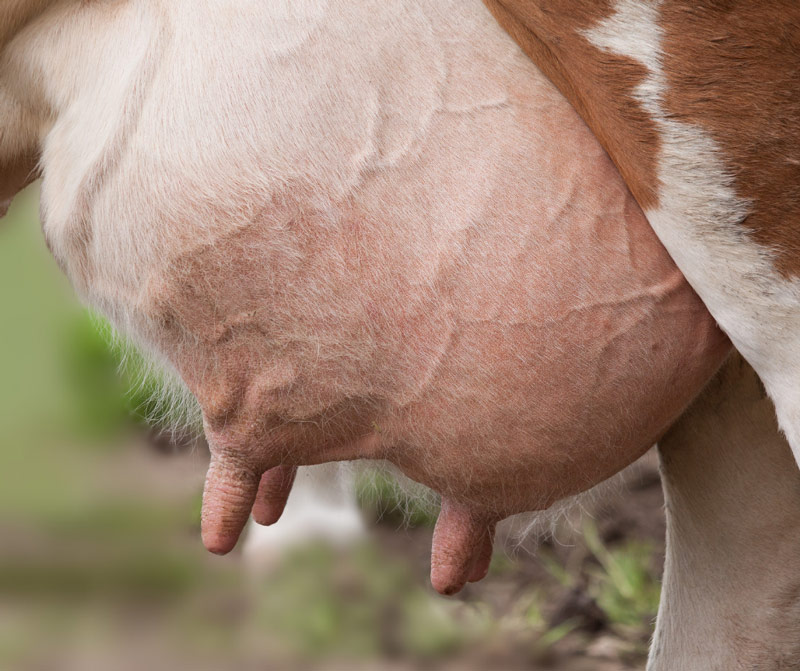 14 Mastitis Prevention Tips | Mount Vets Farm Vet Practice in Wellington