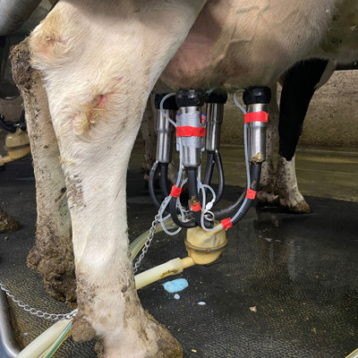 mount-vets-farm-services-mastitis