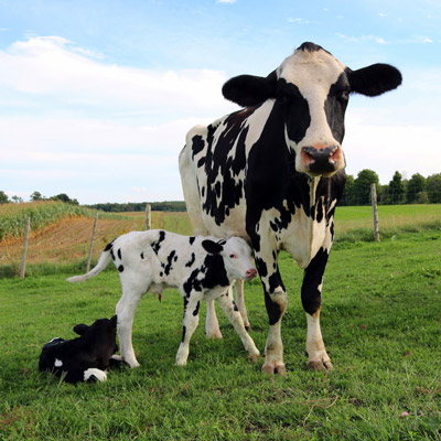 mount-vets-farm-services-youngstock-health-and-rearing