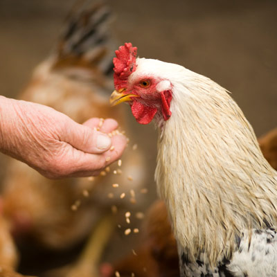 mount-vets-farm-services-backyard-poultry