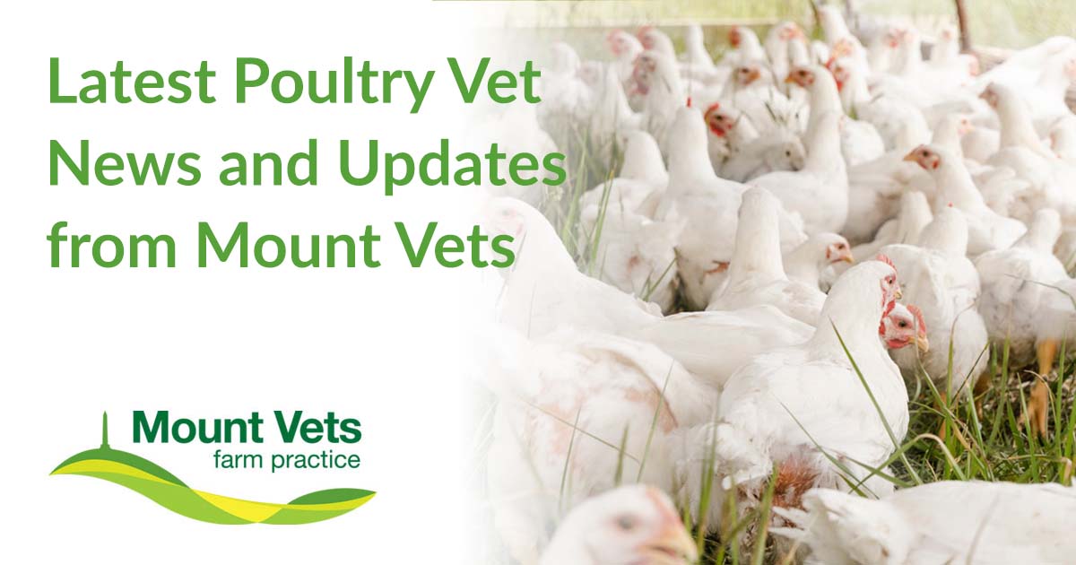 Latest Poultry Vet News and Updates Mount Vets