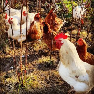 Avian Flu Outbreak - 2022-08-11 - Mount Farm Vets