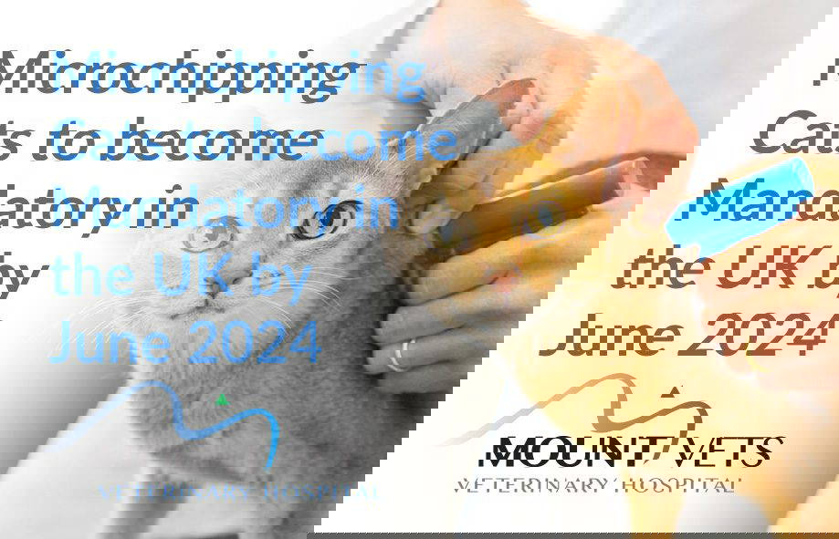 Cat Microchipping
