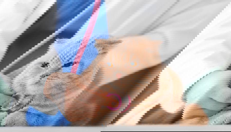 High blood pressure in cats