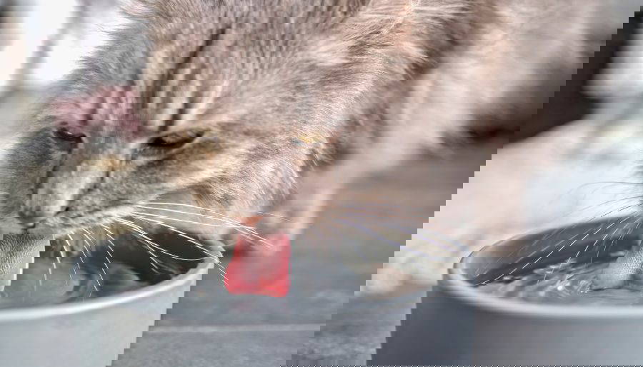 High blood pressure in cats