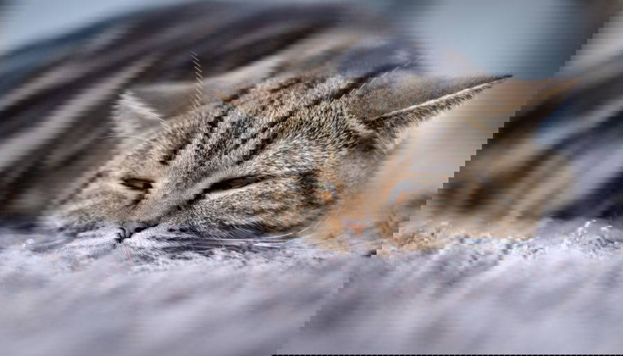 High blood pressure in cats