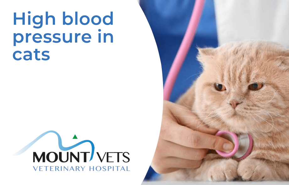 High blood pressure in cats
