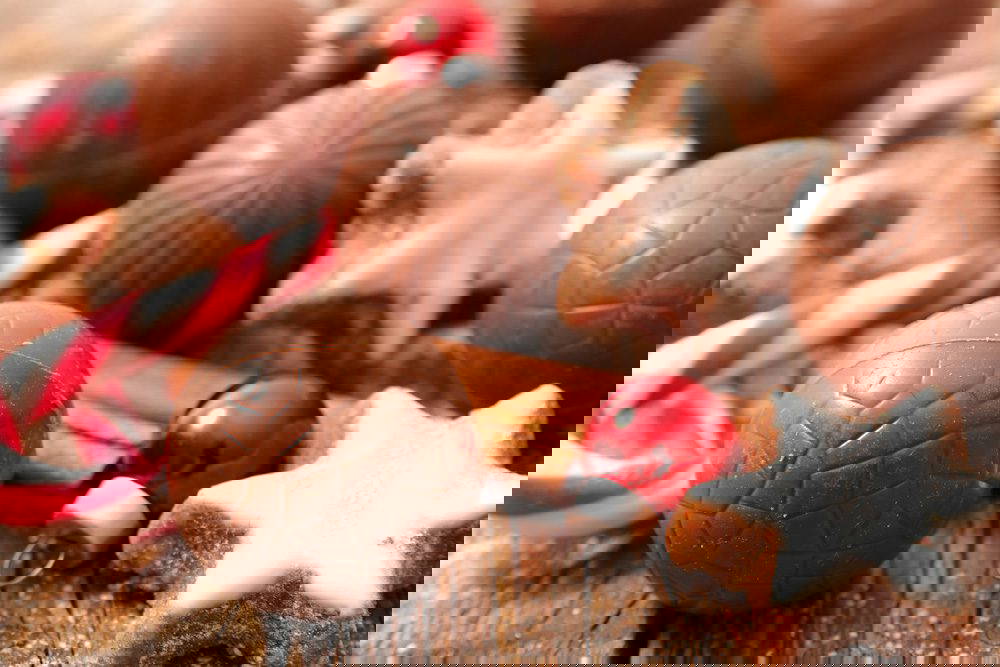 Keeping your pets safe at Christmas