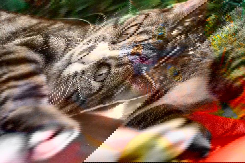 Keeping your pets safe at Christmas