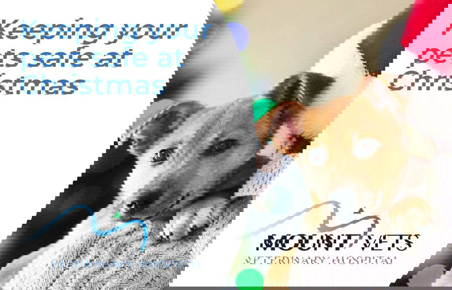 Keeping your pets safe at Christmas