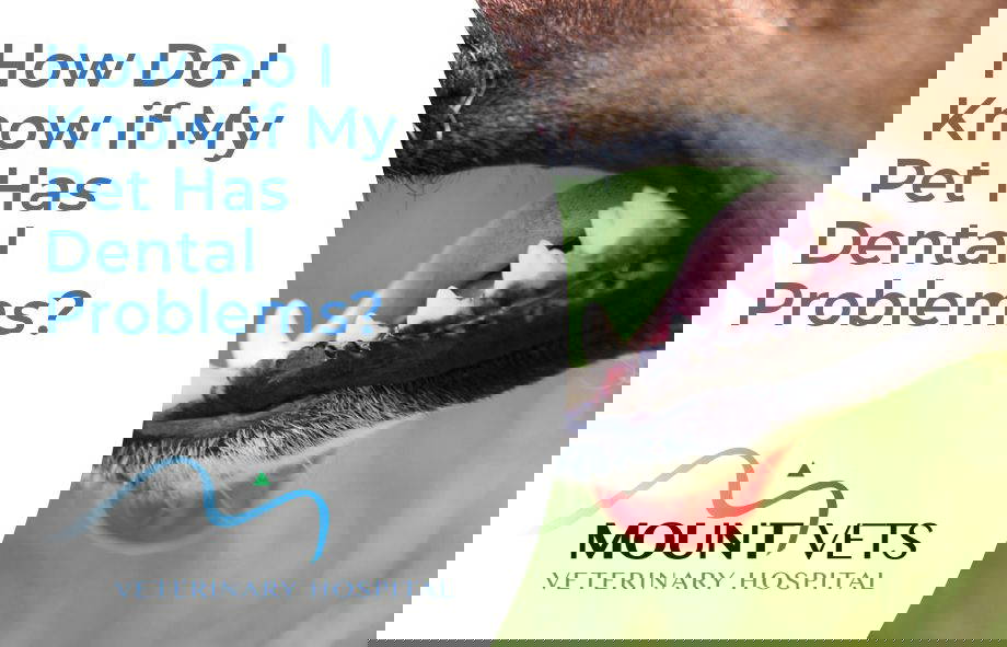 How Do I Know if My Pet Has Dental Problems?