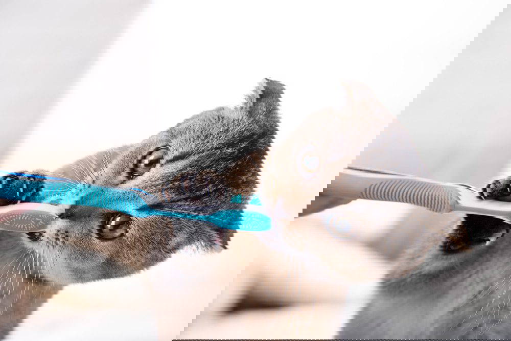 Cats Dental Problems