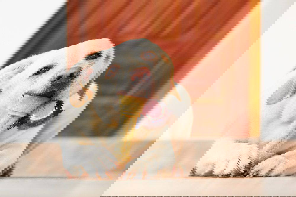 Dogs Dental Problems