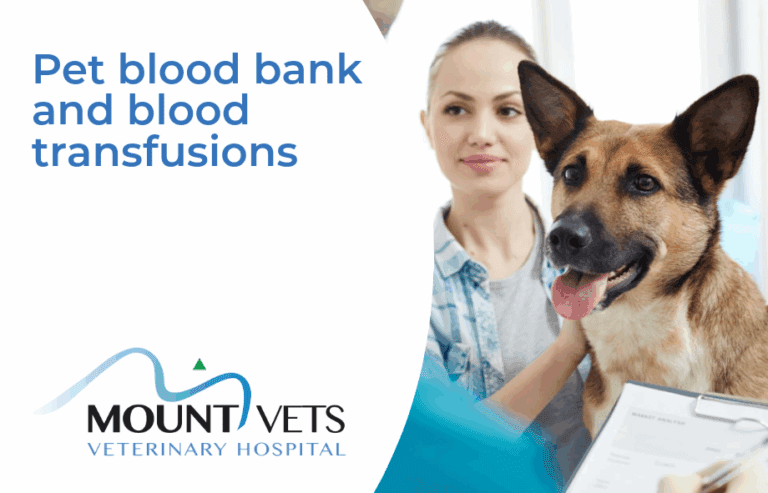 Pet blood bank and blood transfusion | Mountvets Pets