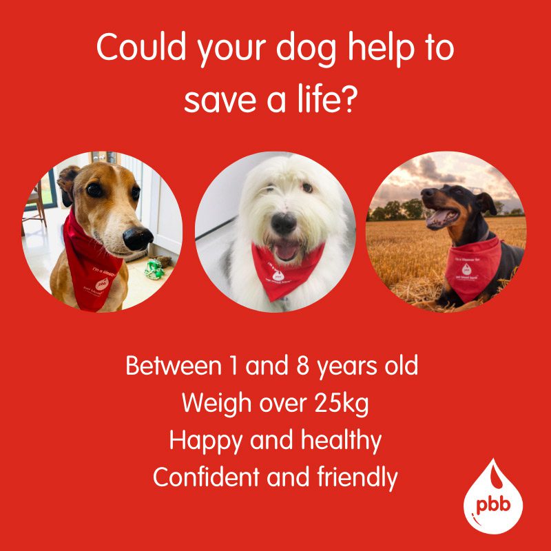 Blood bank donor criteria | Mount Vets Pets