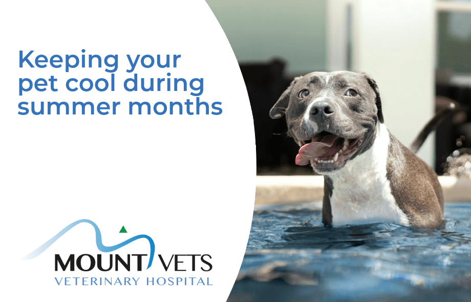 Keeping your pet cool during summer months | Mount Vets Pets