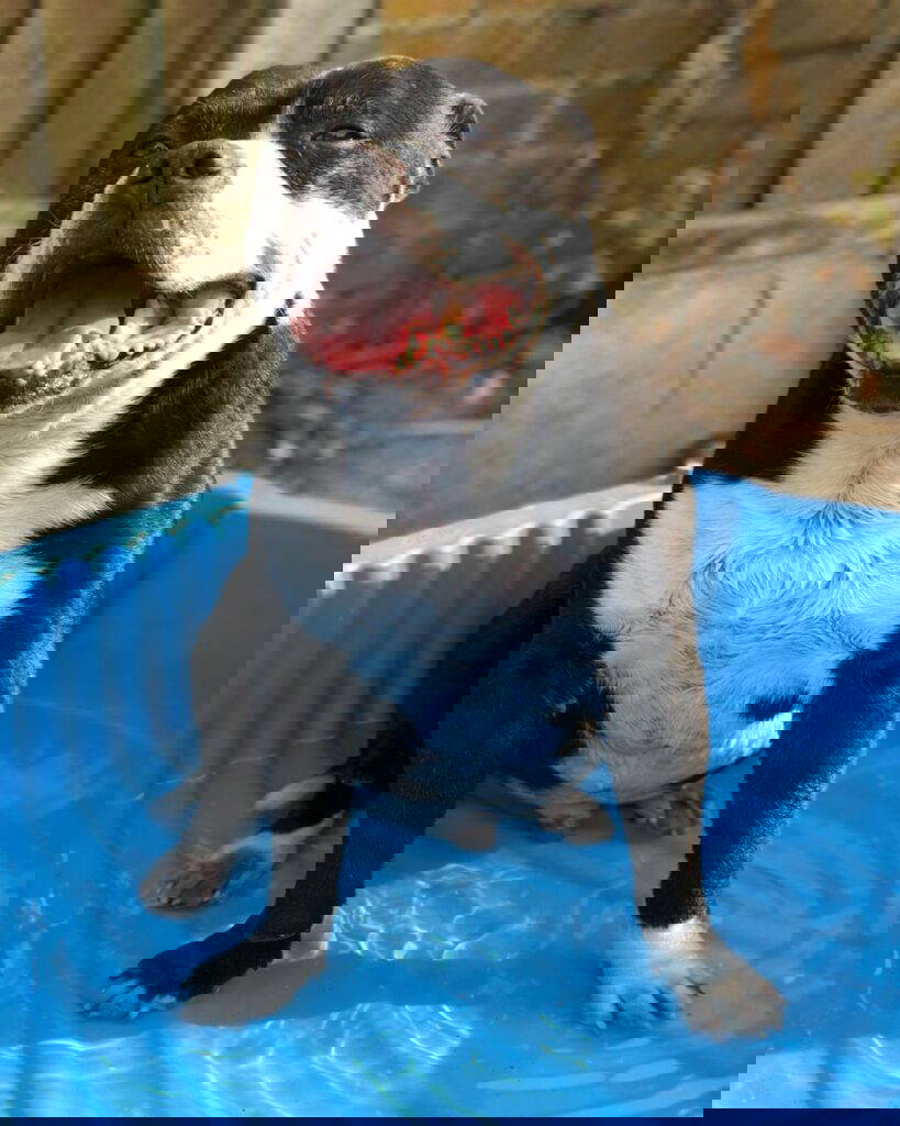 Keeping your pets cool in summer months | Mount Vets Pets