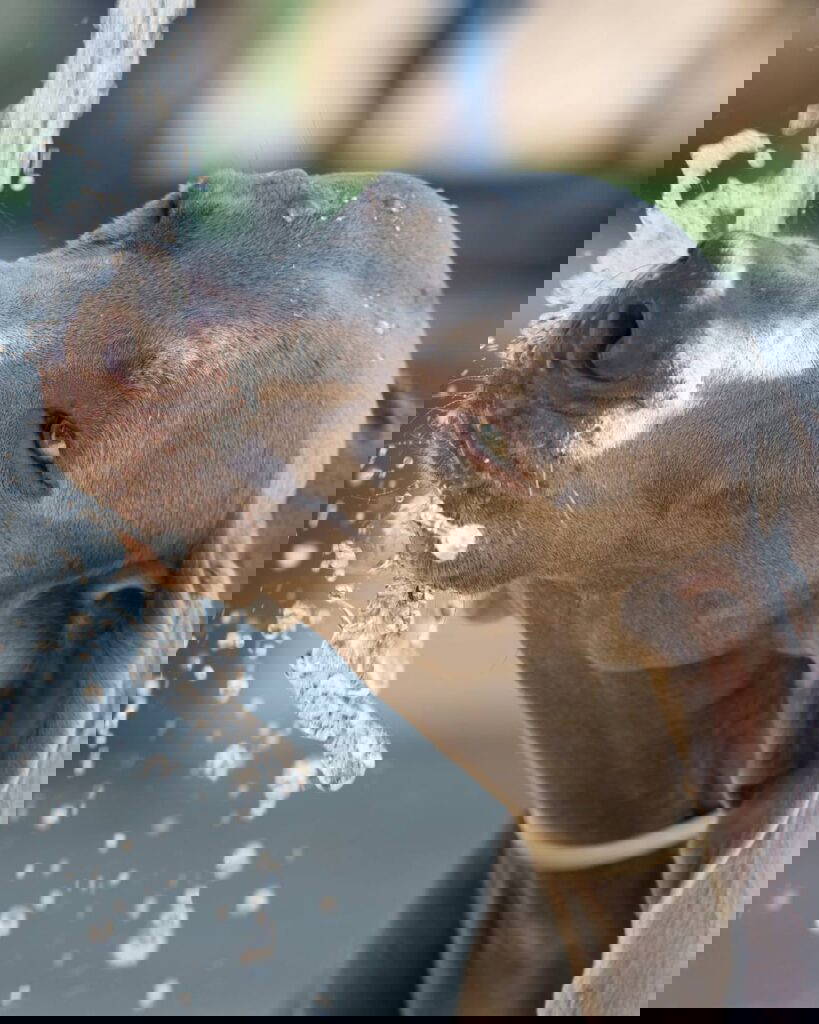 Keeping your pets cool in summer months | Mount Vets Pets