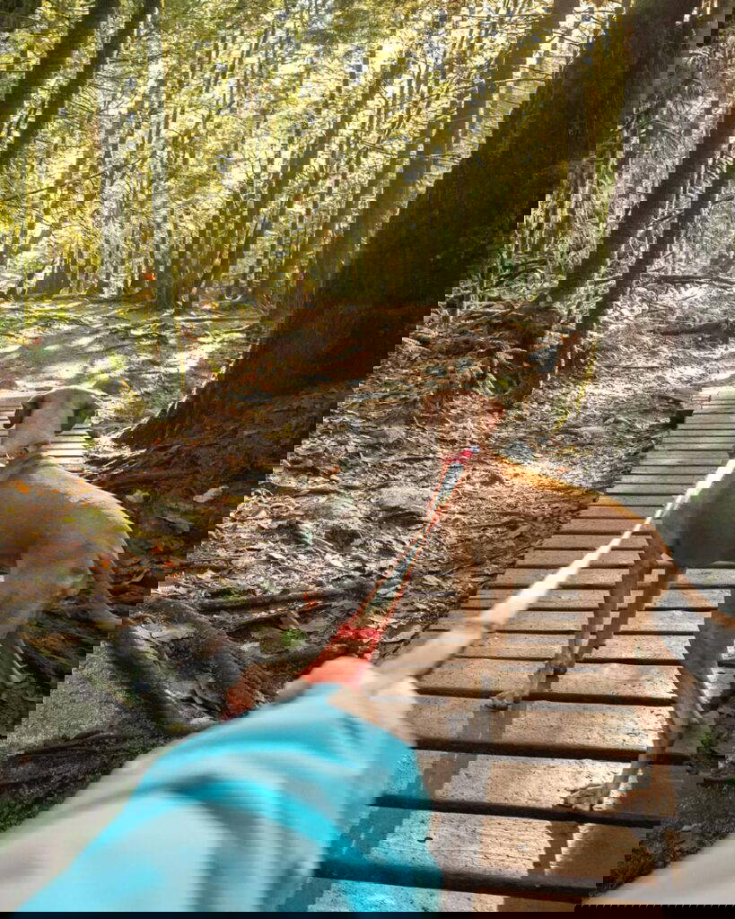 Keeping your pets cool in summer months | Mount Vets Pets