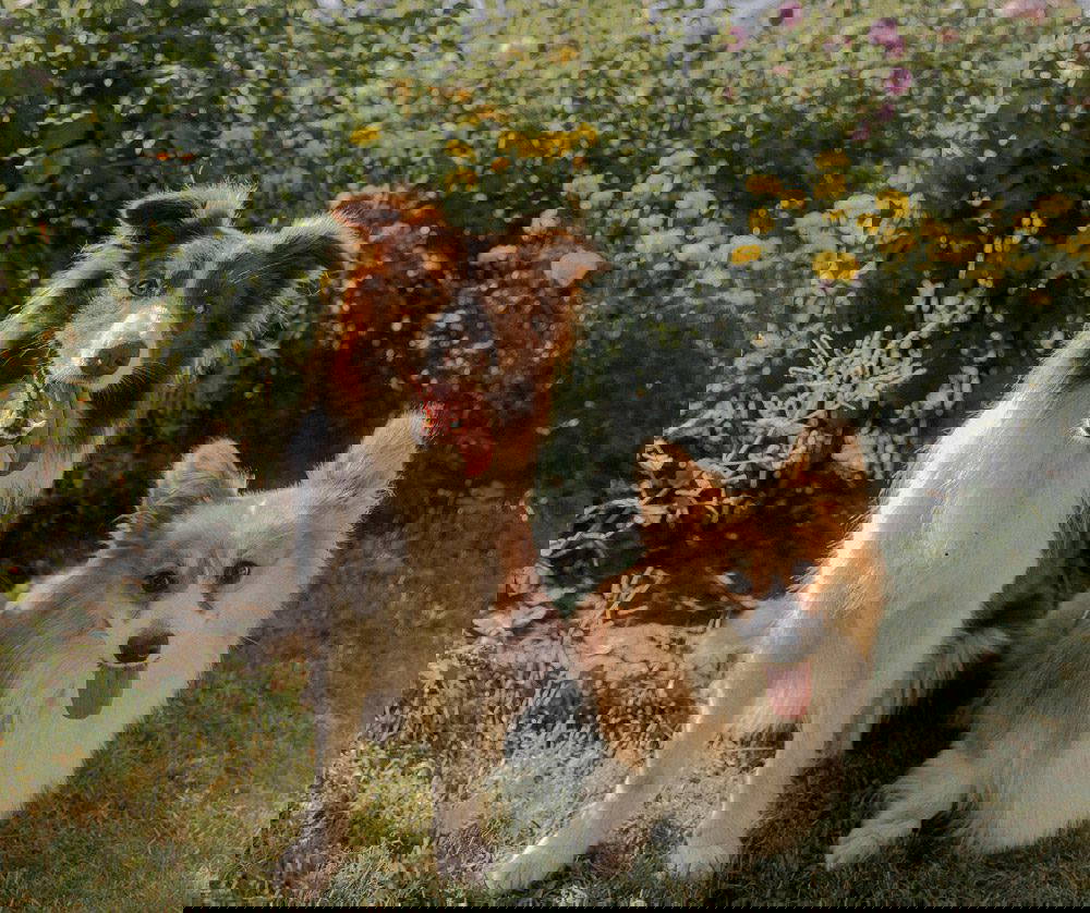 Hidden BBQ dangers every pet owner should know | Mount Vets Pets