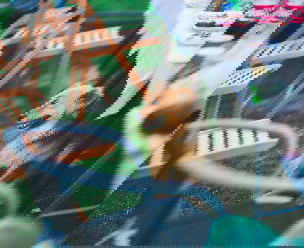 Hidden BBQ dangers every pet owner should know | Mount Vets Pets