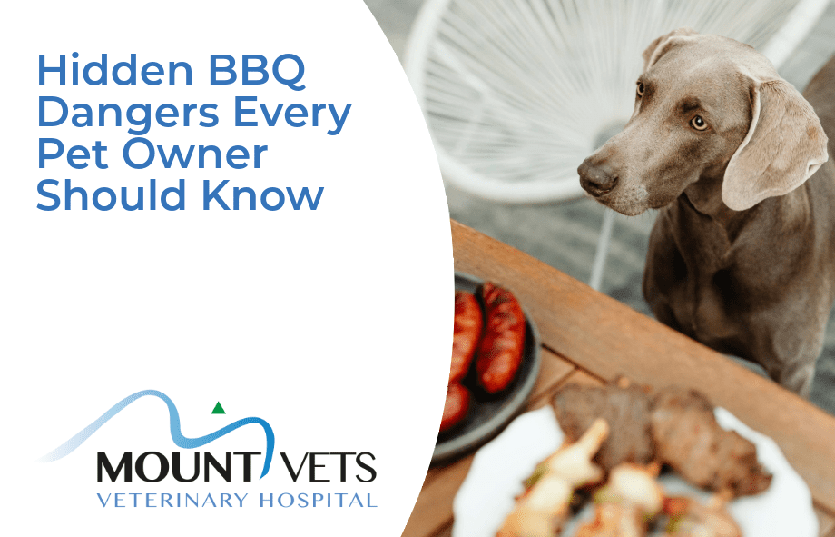 Hidden BBQ dangers every pet owner should know | Mount Vets Pets