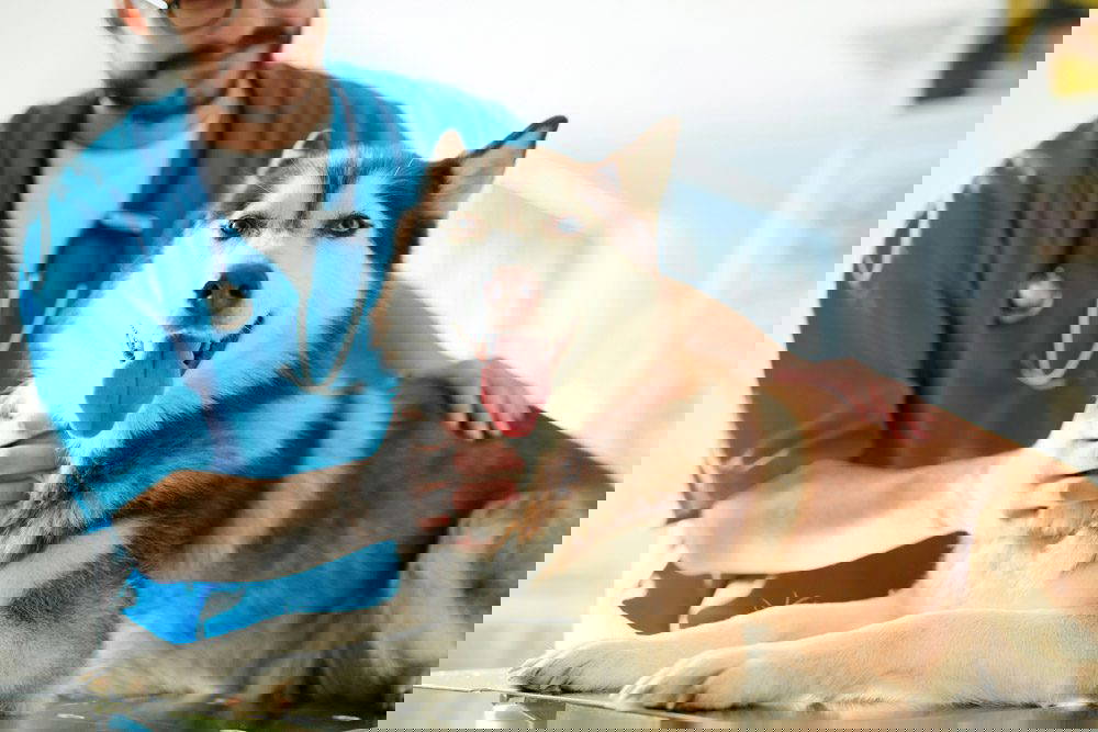 How does a pet health club work? | Mount Vets Pets