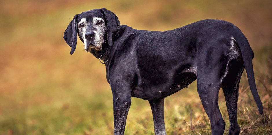 Caring for your senior pet | Mount Vets Pets