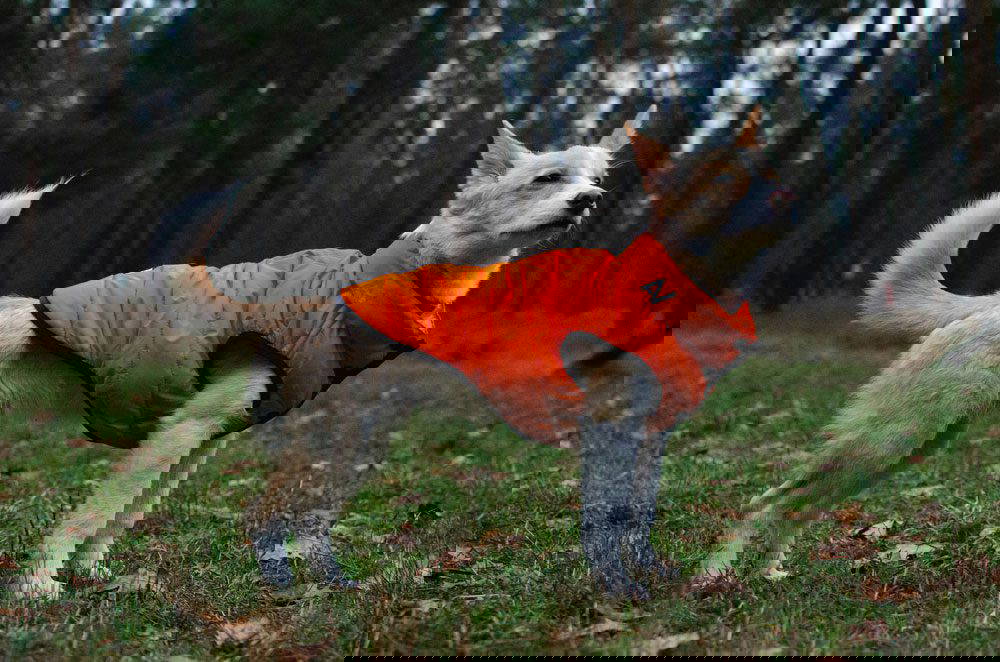 Top Christmas presents for your pets | Mount Vets