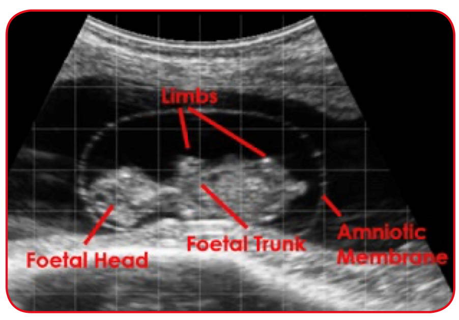 Ultrasound | Mount Vets Farm
