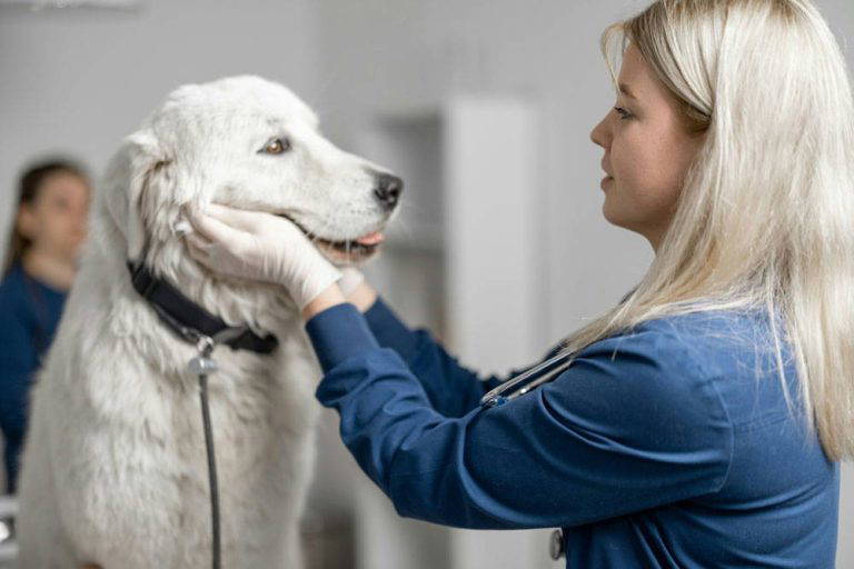 Spring Check-Ups & Parasite Protection | Mount Vets Pets