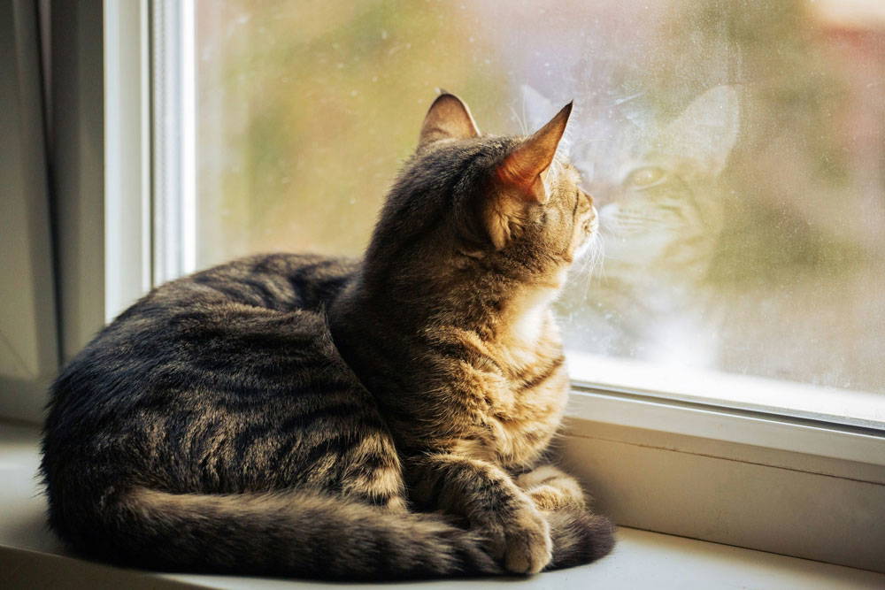 Spring parasite and check-ups | Mount Vets Pets