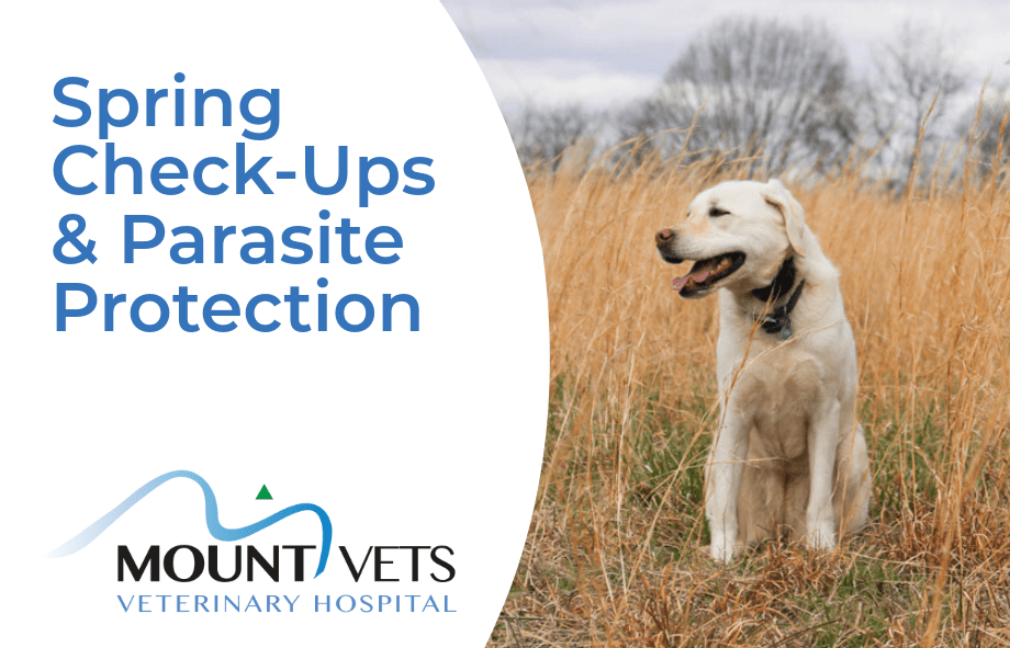 Spring parasite and check-ups | Mount Vets Pets