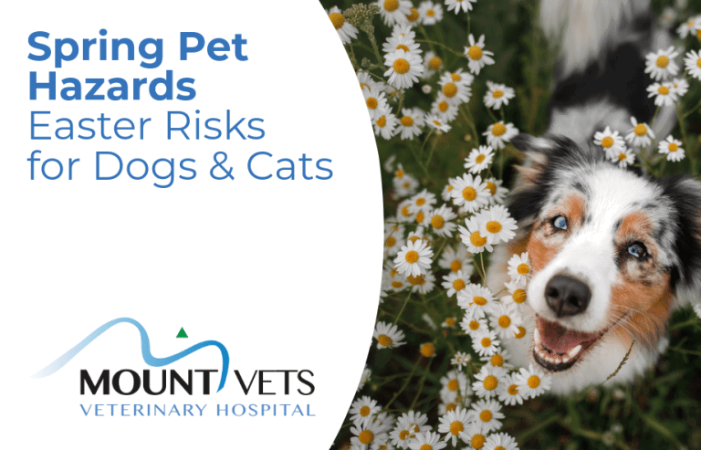 Easter and Spring Hazards for Pets | UK Vet Advice